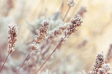 Bright Depth Of Field Plants iPad Wallpapers Download