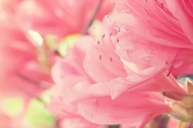 Bright iPhone 5s Wallpapers