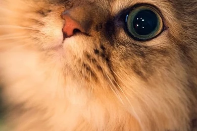 Polar Bear iPhone 5 Wallpapers Wallpapers At GetHDPic.com