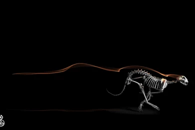 Skeleton Computer Wallpapers, Desktop Backgrounds