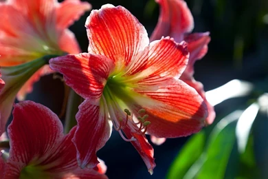 Flowers HD Photos HD Wallpapers Desktop Wallpapers ...