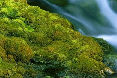 Nature Closeup iphone 5 wallpaper ilikewallpaper_com.jpg