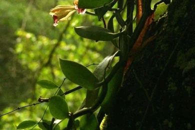 iPhone 4 Nature Wallpapers 11 Wallpapers,Nature Wallpapers ...