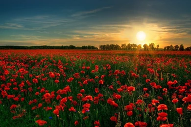 Red Flower Garden Wallpapers
