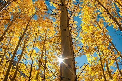 Nature iPhone 6 Wallpapers HD And Nature 6 Plus Wallpapers 1080P