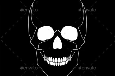 White Skull On A Black Backgrounds   Stock Photo