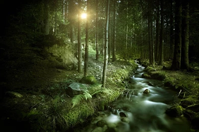 Stream In The Forest 1680x1050 Wallpapers, 1680x1050 Wallpapers ...