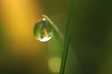 Grass Dew Bokeh 3 iPhone 4s Wallpapers Download