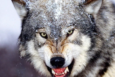 Wolf Wallpapers And Backgrounds   Animals Town