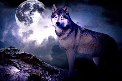 3D Wolf Wallpapers APK Download   Free Personalization App For ...