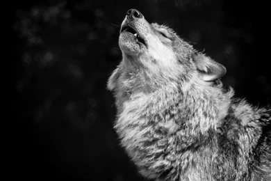 Grey Wolf Wallpaper, Grey Wolf Backgrounds, New Wallpapers