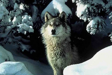 Wolf Wallpapers 1280x800 Wallpapers,Wolf 1280x800 Wallpapers ...