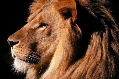 New iPad Mini 1024×1024 HD Wallpapers [100+ Images Updated Today ...