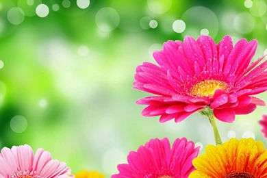 Download Wallpapers 3840x2160 Gerbera, Glare, Drop, Bright ...