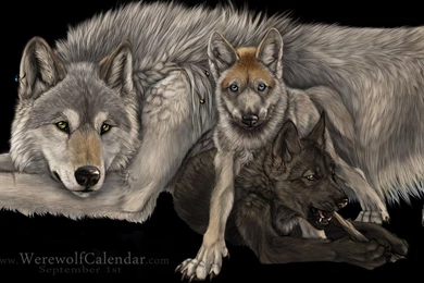 Wolves Hd Wallpapers Free Download Marvelous Hd Wallpapers Of ...