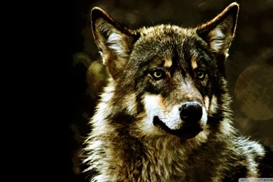 Wolf_00435840.jpg