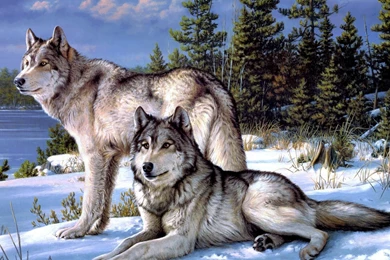 Pair Of Wolves Wallpapers   1019977