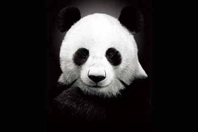 Panda HD Wallpapers.jpg