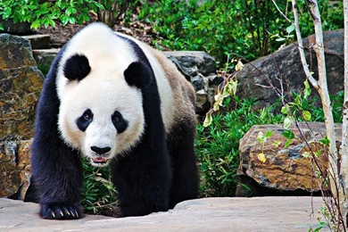 Download Wallpapers 1920x1080 Panda, Stones, Branches, Walk, Large ...