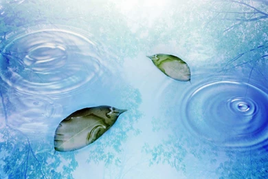 Download Rain Water Beutiful Wallpapers For Desktop In HD