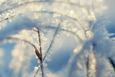 Snow Branches iPhone 6 Wallpapers HD And 1080P 6 Plus Wallpapers