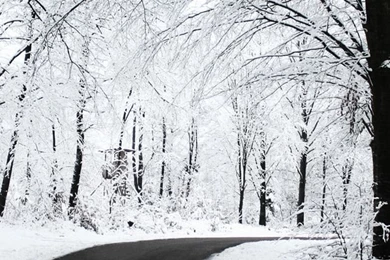 Forest Covered With Snow iPhone 5s Wallpapers Download