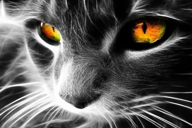 Cat Computer Wallpapers, Desktop Backgrounds