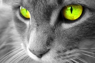 Cat HD Backgrounds 3596   HD Wallpapers Site