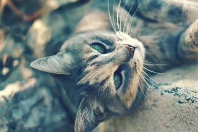 Cat Computer Wallpapers, Desktop Backgrounds