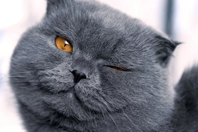 Scottish Fold Cat Wallpapers Download