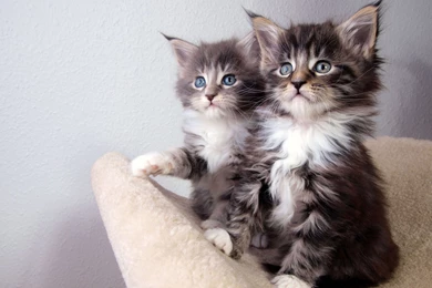 Cat Computer Wallpapers, Desktop Backgrounds