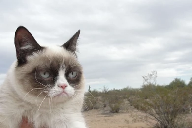 Tard The Grumpy Cat Computer Wallpapers, Desktop Backgrounds ...