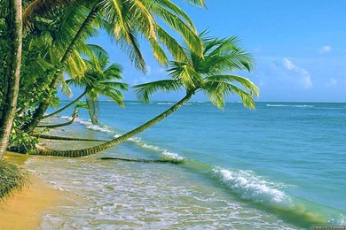 Last Summer Wallpapers   Crazy Frankenstein