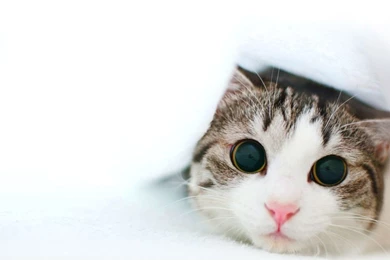 Cat Wallpapers Hd Images Backgrounds Ragdoll Cat Kitten Cute Images ...