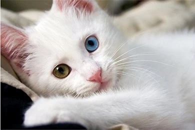 Live New Cute Cats Wallpapers Free Download Cat Free Wallpapers ...
