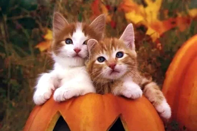 Two Cute Cats Wallpapers Desktop And Mobile Wallpapers   Animals Town
