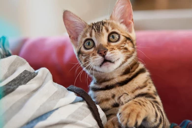 Hd Cat Wallpapers, Free Cat Images, Hairy, Pets, Animal Desktop ...