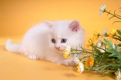 Beautiful Cat Wallpapers HD Pictures