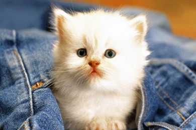 Cute White Cat Wallpapers   Animal Wallpapers