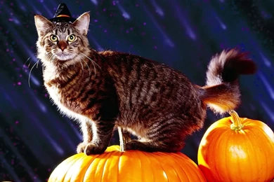 Halloween Desktop Wallpapers Free