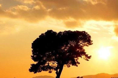 iPhone 4 Trees Wallpapers