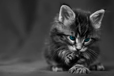 Cute Black Cat Hd Desktop Wallpapers Hd Desktop Wallpapers ...