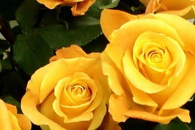 Flowers Garden White iPhone 6 Wallpapers HD And 1080P 6 Plus ...