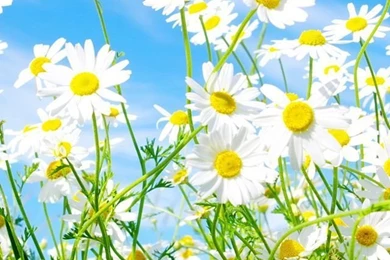 Flowers iPhone 5s Wallpapers