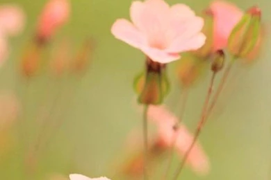 Wallpapers Iphone 6 Plus Flower Pink 5 5 Inches   1080 X 1920 ...