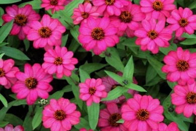 HD Flowers Leaves iPhone 6 Wallpapers Download Free 750x1334 iPhone ...