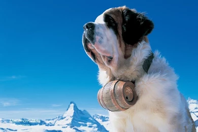 Desktop animal pics pics.jpg