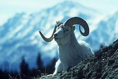 Animal Computer Desktop Backgrounds Wallpapers