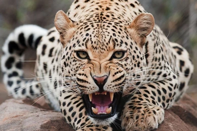 Desktop pics of big cats wallpaper.jpg