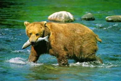 Animal wallpaper animal desktop wallpaper animal wallpaper wild ...